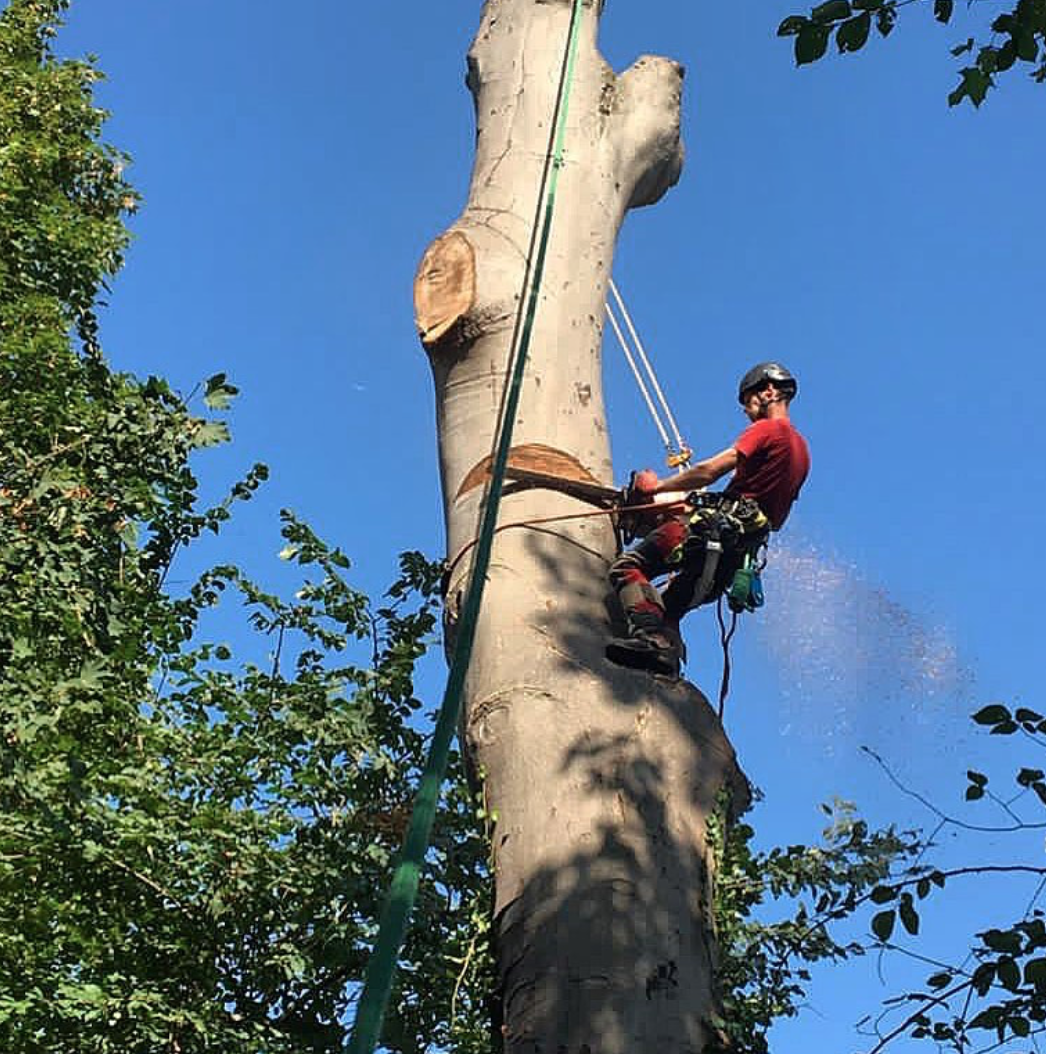 hommes en train d'élaguer un arbre